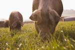 Can Pigs Graze on Grass?
