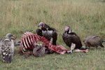 Do Vultures Have a Sense of Smell?