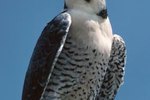 Importance of the Falconer's Voice in Training Falcons