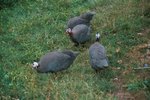 Noise From Guinea Hens