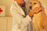 Alternative Treatments for Lymphoma in Dogs
