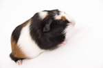 How Old Does a Guinea Pig Have to Be to Leave Its Mom?