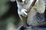 What Type of Habitat Does a Koala Bear Live in?