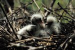 How to help a baby bird that fell out of its nest