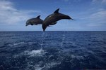 Why Do Bottlenose Dolphins Live in Shallow Waters?