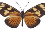Facts on the Passion Vine Butterfly