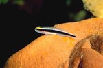 How to Care for a Neon Goby
