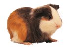 How Will My Guinea Pig Act Before Giving Birth?