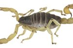 Scorpion Types in the Southern U.S.