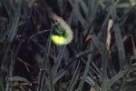 Are Fireflies Native to Virginia?