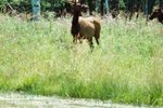What States Have Elk?