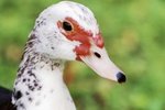 How to Raise Muscovy Ducks With Chickens