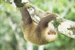 What Kind of Trees Do Sloths Live in?