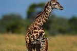 Different Giraffe Species