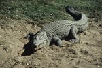 Do Crocodiles Have Ears?