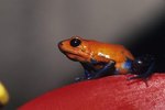 What Does a Strawberry Dart Frog Eat?