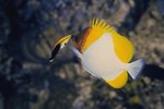 The History of the Pyramid Butterflyfish