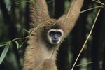 Facts on the Gibbon 