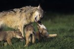 What Kind of Habitats Do Wolves Live In?