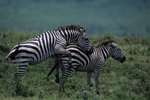 Do Zebras Have a Mating Ritual?