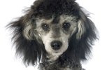 What Is a Phantom Poodle?