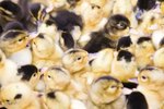 How to Identify Duckling Breeds