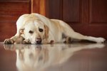 What Are the Signs of Kidney Failure in Senior Dogs?