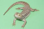 The Difference Between Bearded Dragons & Flat-Headed Agama Lizards