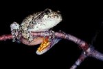 North American Tree Frog Habitat