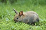 List of Herbs Not to Feed a Rabbit