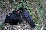 What Kind of Nests Do Crows Make?