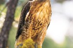 How to Identify a Hawk in Michigan