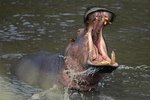 How Do Hippos Protect Themselves?