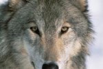 Are Wolves Dangerous to People?
