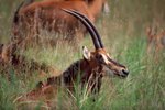 Adaptations for Sable Antelopes