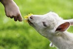 Treats That Goats Can Eat