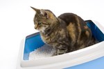 How to Dissolve Clumping Kitty Litter