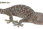 How Do Geckos Protect Themselves?