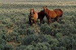 Facts on How Wild Horses Get Their Food