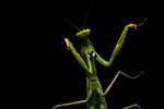 Grasshopper & Praying Mantis Leg Adaptations