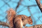 Do Squirrels Chew Branches?
