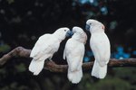 The Life Cycle of Cockatoos