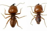 What Animals Eat Termites?