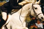 Types of English Bridles