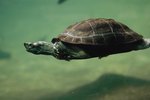 Turtle Food That Won't Stink Up an Aquarium
