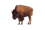 What Is Inside an American Bison's Hump?