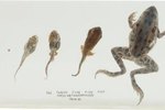 What Amphibians Give Live Birth?
