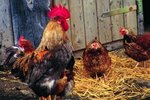 What Types of Insects Can Chickens Eat?