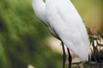 What Threatens an Egret?