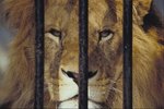 What Are the Dangers of Captive Animals?